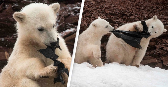 Gấu Bắc Cực đói ăn giành nhau túi nhựa bẩn - Ảnh 1.