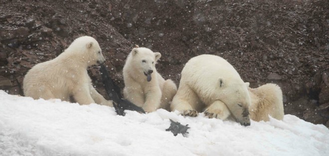 Gấu Bắc Cực đói ăn giành nhau túi nhựa bẩn - Ảnh 2.