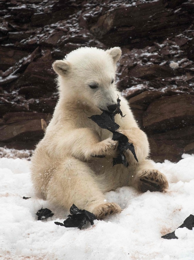 Gấu Bắc Cực đói ăn giành nhau túi nhựa bẩn - Ảnh 4.