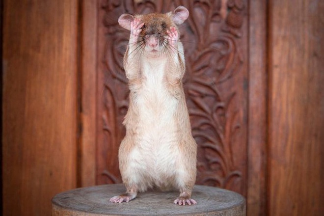 Một con chuột được Anh trao huy chương dũng cảm vì dò mìn giỏi ở Campuchia - Ảnh 2.