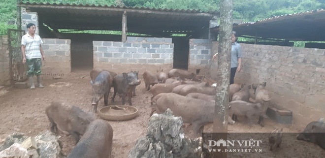 Lợn rừng giá trên trời 150.000 đồng/kg mà khách vẫn mua tơi tới, lợn giống cũng cháy hàng - Ảnh 1.