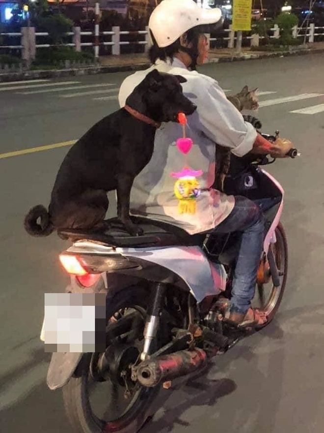 Chú chó hot trên MXH: Sáng mang cặp lồng tối mang đèn đi chơi, ngồi xe máy dạo quanh phố - Ảnh 4.