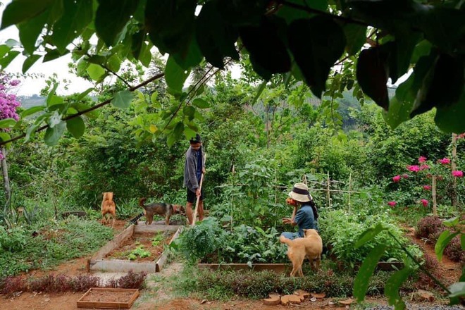 Cặp đôi Sài Gòn bỏ thành phố lên Tây Nguyên trồng rau, nuôi cá, xây dựng cuộc sống tựa cổ tích - Ảnh 12.