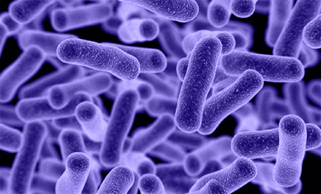 Dịch bệnh bí ẩn xoá sổ 80% dân số Mexico 500 năm trước - Ảnh 2.