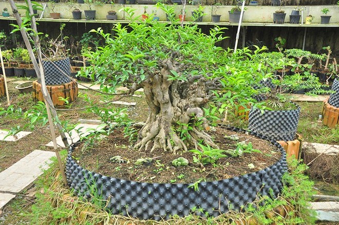 Choáng ngợp vườn bonsai khủng ở Đồng Tháp - Ảnh 2.