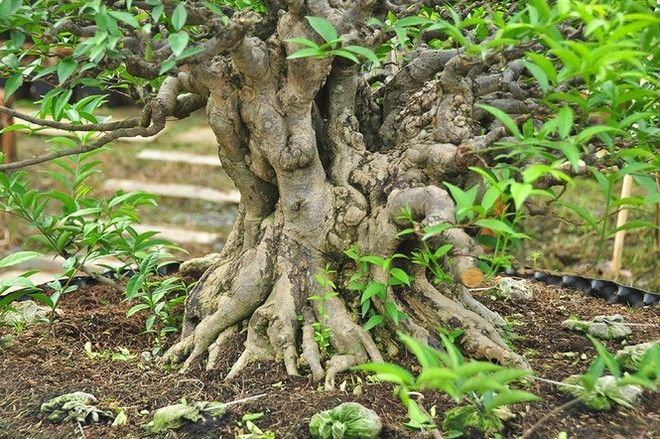 Choáng ngợp vườn bonsai khủng ở Đồng Tháp - Ảnh 4.