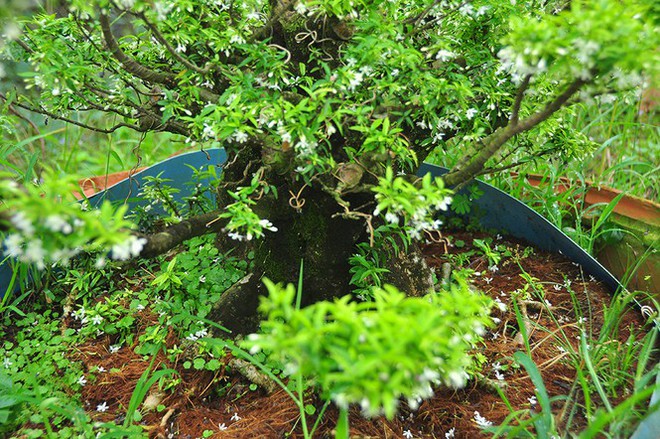 Choáng ngợp vườn bonsai khủng ở Đồng Tháp - Ảnh 5.