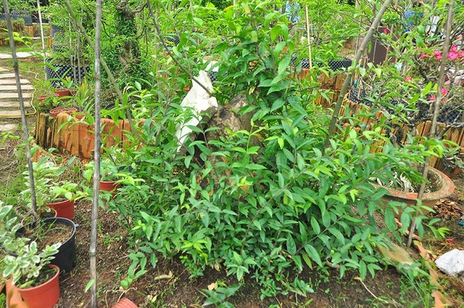 Choáng ngợp vườn bonsai khủng ở Đồng Tháp - Ảnh 7.