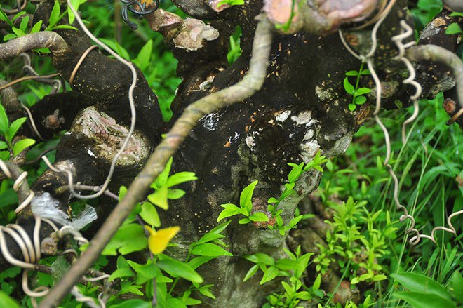Choáng ngợp vườn bonsai khủng ở Đồng Tháp - Ảnh 9.