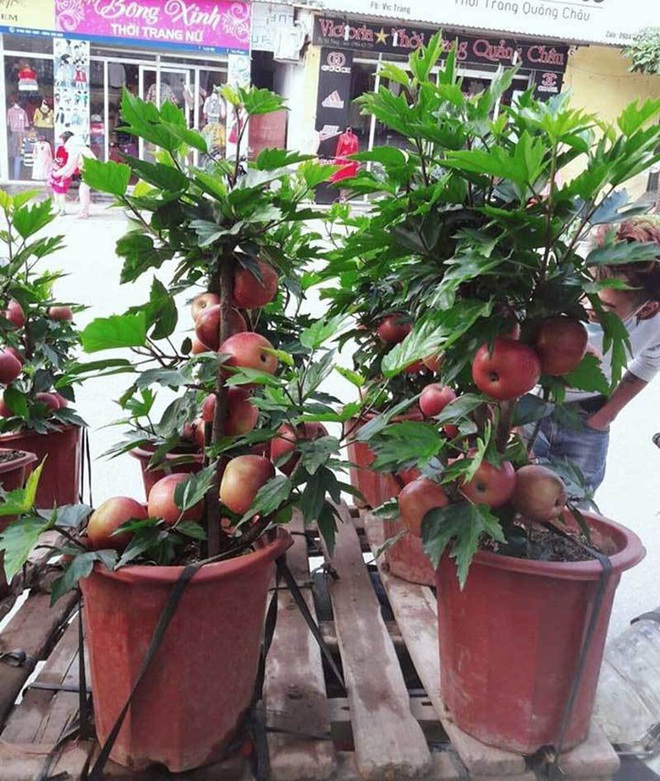 Cảnh giác những cú lừa ngoạn mục của tiểu thương ngày cận Tết: Mua táo bonsai cả nửa triệu về nhà lại nở ra... hoa dâm bụt - Ảnh 5.