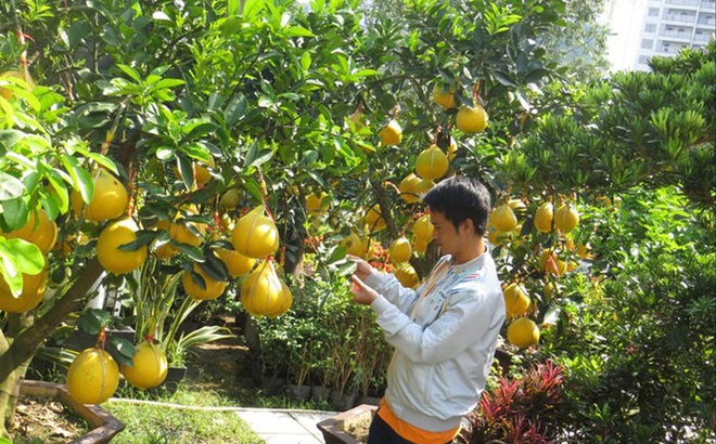 Những cây bưởi Diễn trái lúc lỉu trên đường Mai Chí Thọ (Q.2) được nhà vườn chăm sóc cẩn thận. Ảnh: U.P