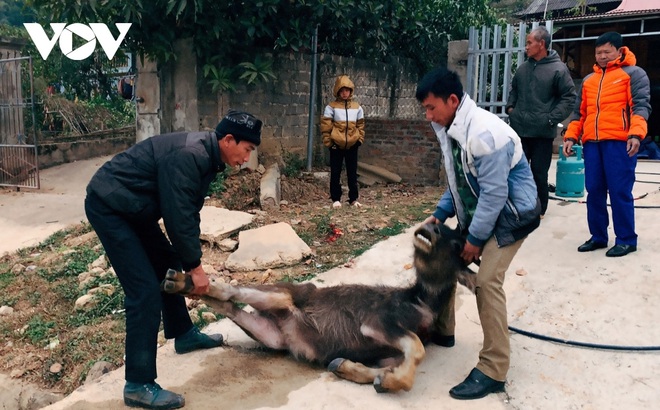 Gia súc chết do rét đậm, rét hại tại Lai Châu