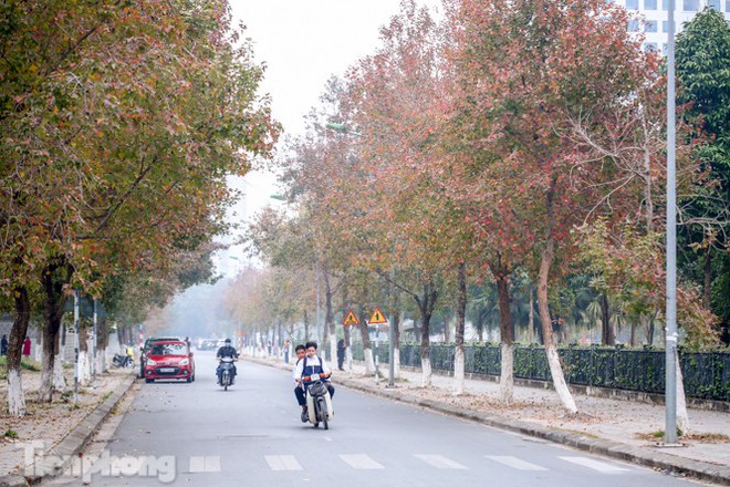 Đẹp ngỡ ngàng với hàng phong thay lá đỏ giữa Hà Nội - Ảnh 1.