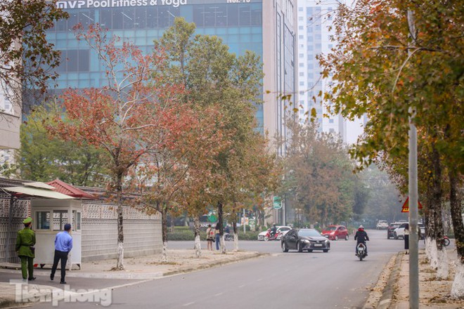 Đẹp ngỡ ngàng với hàng phong thay lá đỏ giữa Hà Nội - Ảnh 2.