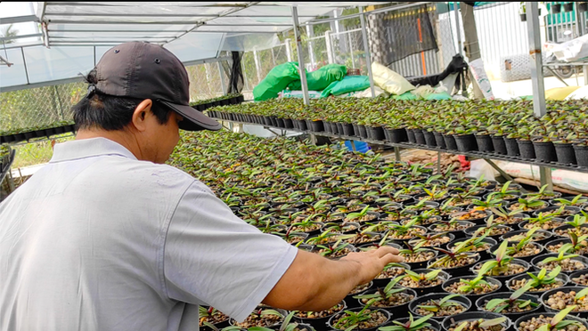 Dân trồng lan ở Sài Gòn thấp thỏm lo hoa nở không kịp Tết - Ảnh 12.