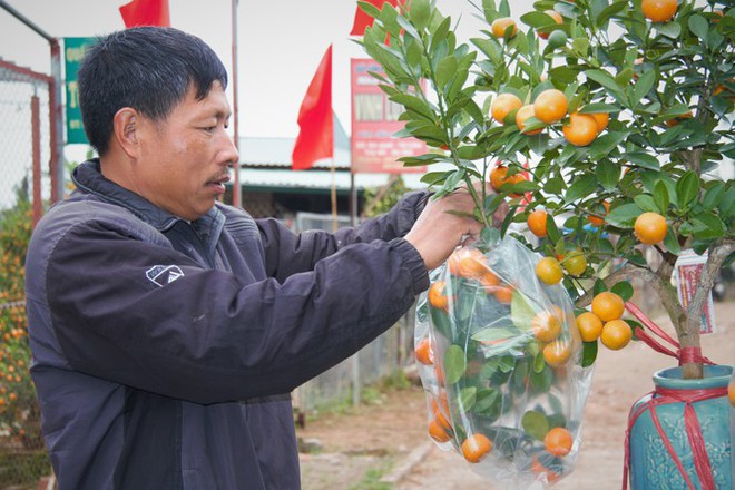 Vương quốc quất cảnh Thủ đô tất bật những ngày cận Tết - Ảnh 15.