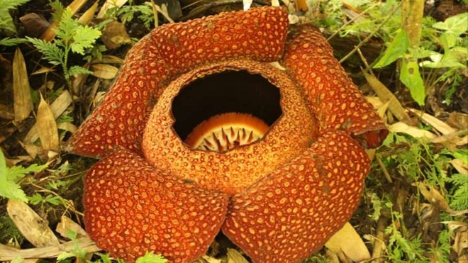 Những loài thực vật kỳ lạ nhất hành tinh - Ảnh 9.