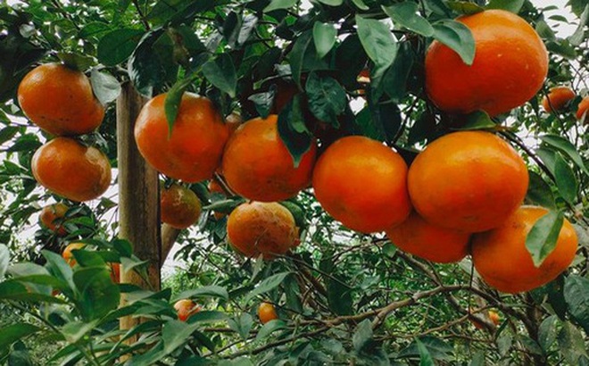 Cam bù mang lại hiệu quả kinh tế khá cao nên cam bù ngày càng được nhiều nông dân huyện Hương Sơn lựa chọn làm cây chủ lực phát triển kinh tế.
