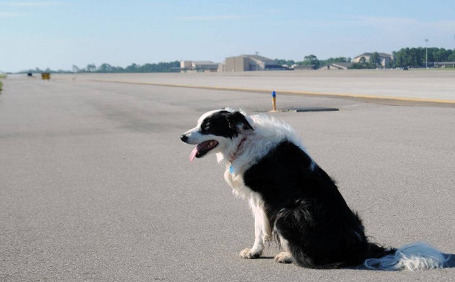 Chó "đột nhập" sân bay ở Thanh Hóa, máy bay phải hủy hạ cánh - Ảnh minh họa