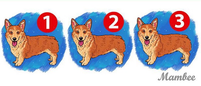 Câu đố 5 giây: Trong bức tranh 3 con chó, đố bạn tìm ra con chó khác biệt trong vòng 5 giây. - Ảnh 1.