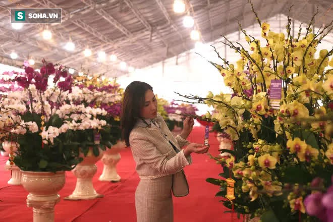 Mãn nhãn dàn lan hồ điệp bạc tỷ ở Hà Nội, đại gia đua nhau dốc ví mua về chơi Tết - Ảnh 12.