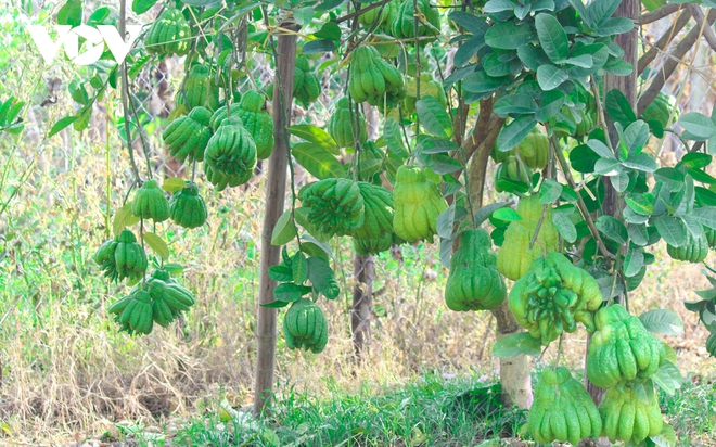 Làng Phật thủ Đắc Sở: “Tết này không được như Tết qua” - Ảnh 2.