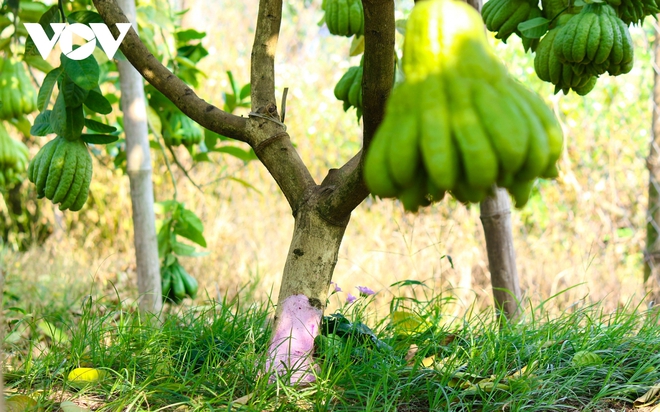 Làng Phật thủ Đắc Sở: “Tết này không được như Tết qua” - Ảnh 5.