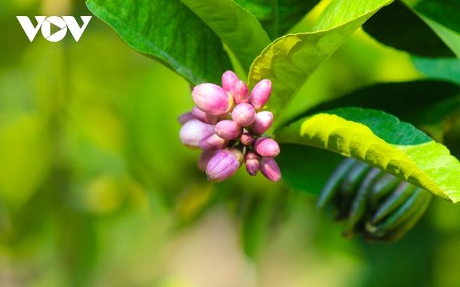 Làng Phật thủ Đắc Sở: “Tết này không được như Tết qua” - Ảnh 6.