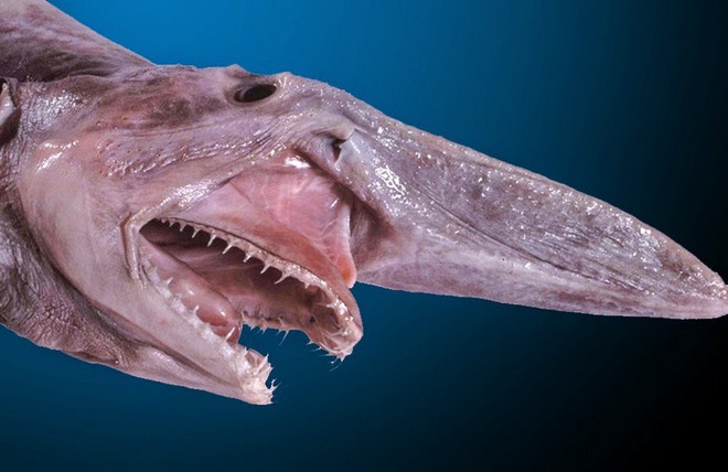 Bí ẩn về loài cá mập đáng sợ, xấu xí nhất hành tinh - Ảnh 2.