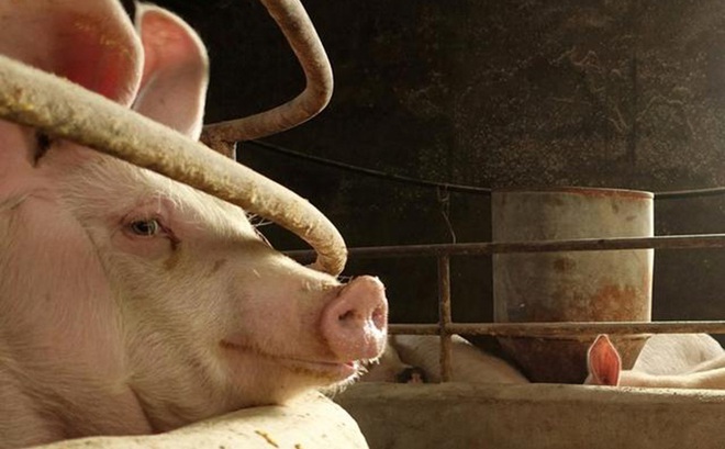 Dịch tả lợn châu Phi cách đây 2 năm đã gây thiệt hại nặng cho ngành chăn nuôi Trung Quốc. Ảnh: Reuters