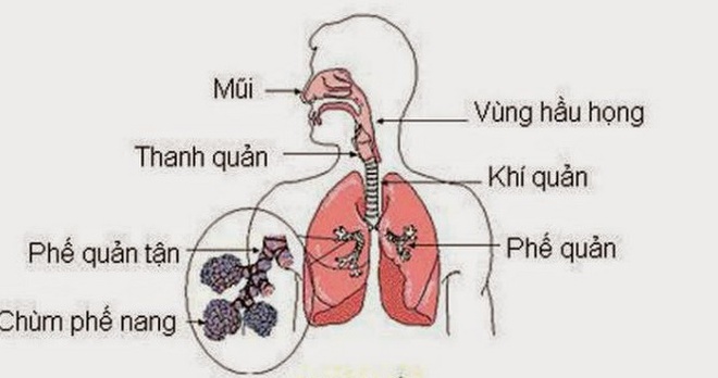 Đề phòng bệnh đường hô hấp dễ mắc khi trời rét - Ảnh 1.