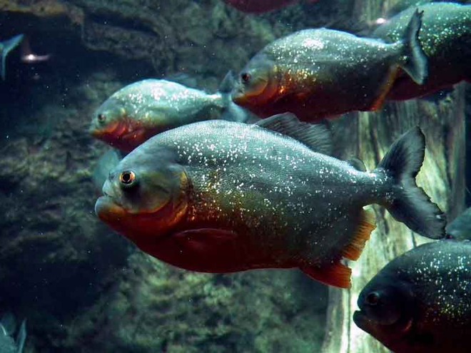 Cá Piranha bụng đỏ. Ảnh: Internet