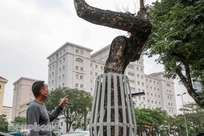 Hàng cây sưa trăm tỷ chết khô trên phố Hà Nội sẽ xử lý thế nào? - Ảnh 5.