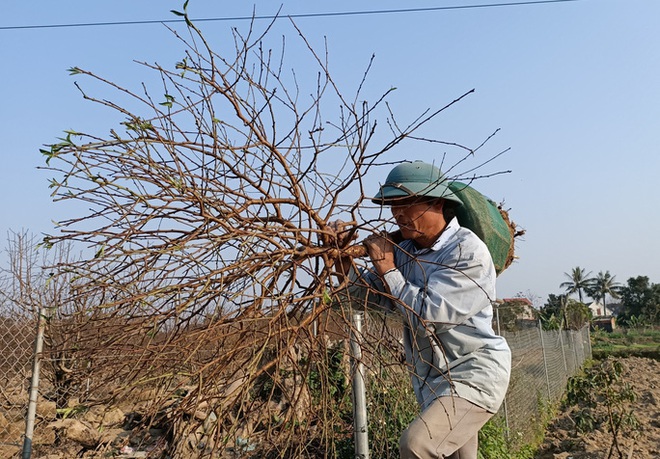 Đổ xô đi săn giống đào phai bung nở hàng chục cánh - Ảnh 19.