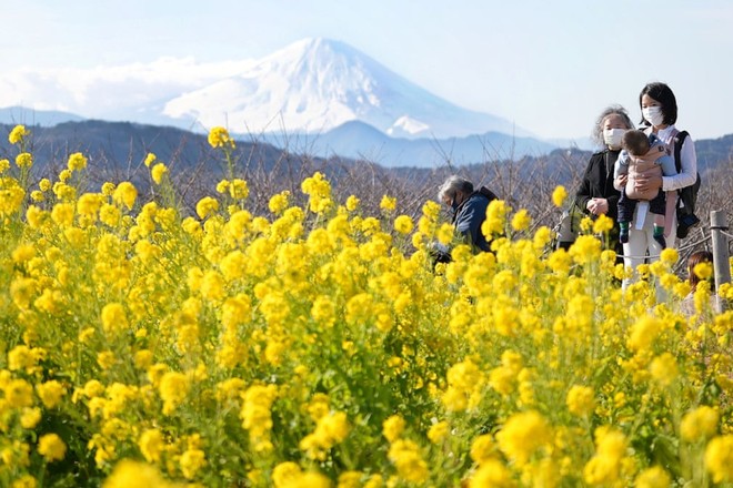 24h qua ảnh: Du khách chiêm ngưỡng hoa cải nở rộ ở Nhật Bản - Ảnh 2.
