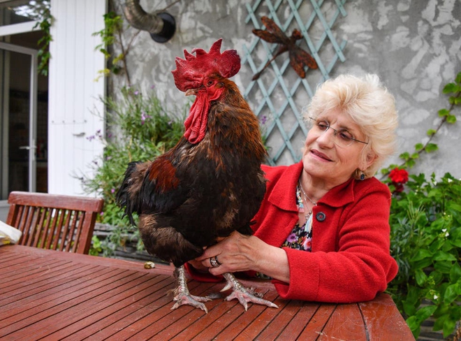 Quốc gia châu Âu ban hành luật cho gà có quyền gáy, bò được kêu - Ảnh 1.