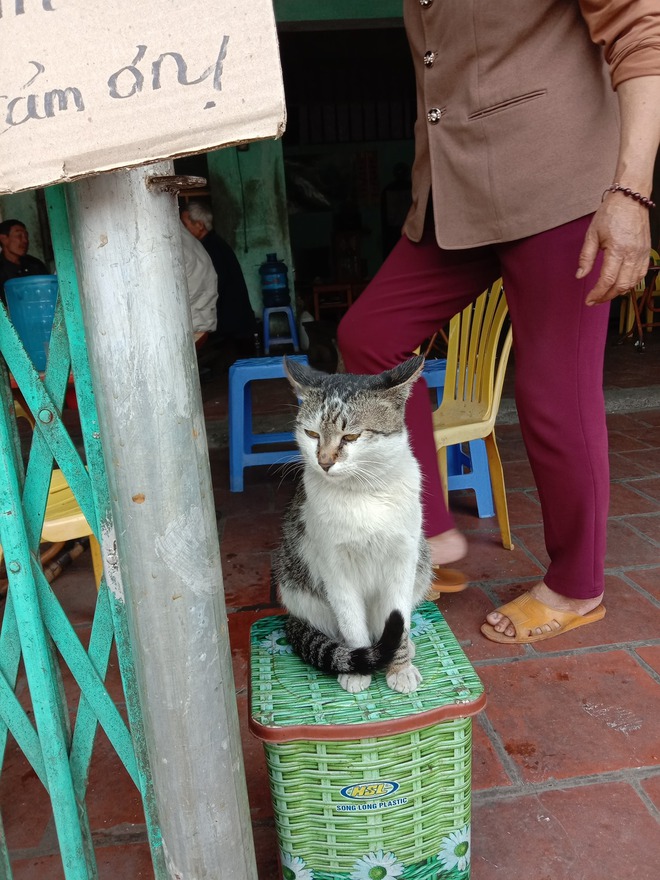 Con mèo khó ở ngồi chễm chệ trước quán ăn khiến chủ phải viết ngay biển cảnh báo, ai đọc cũng buồn cười - Ảnh 1.