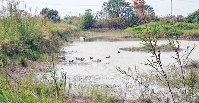 Cuối năm, cò đất thi nhau thổi giá loạt dự án đắp chiếu phía Tây Hà Nội  - Ảnh 3.