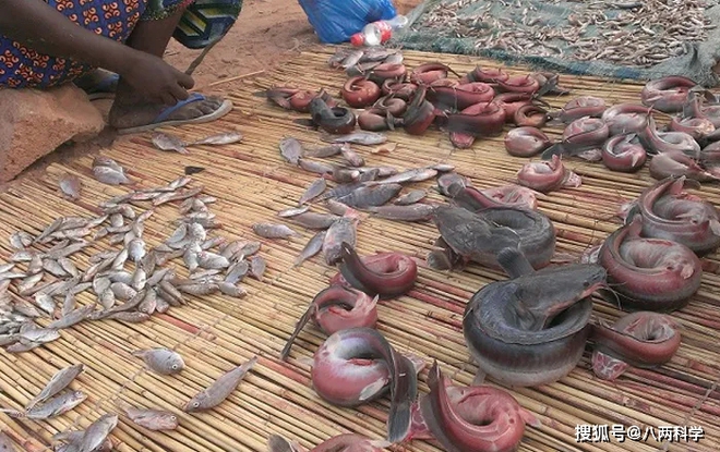 Loài cá bơi trong đất: Tuyệt thực 5 năm vẫn sống nhưng không thoát khỏi mũi cuốc của người dân châu Phi - Ảnh 7. Loài cá bơi trong đất: Tuyệt thực 5 năm vẫn sống nhưng không thoát khỏi mũi cuốc của người dân châu Phi - Ảnh 7.