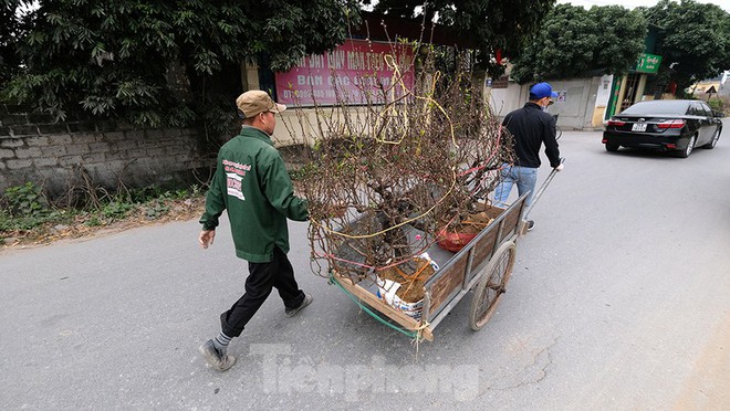 Nông dân trồng đào Hải Dương điêu đứng vì nguy cơ lỗ nặng - Ảnh 7.