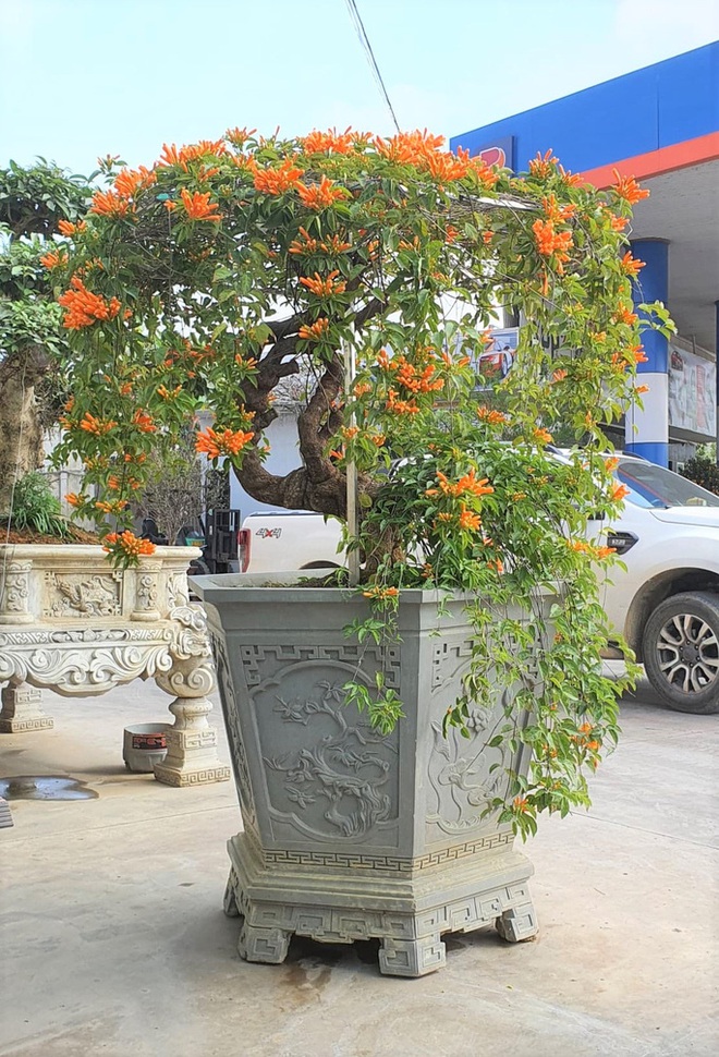 Cây hoa độc, lạ Rạng Đông thân leo bán với giá 50 triệu đồng - Ảnh 1.