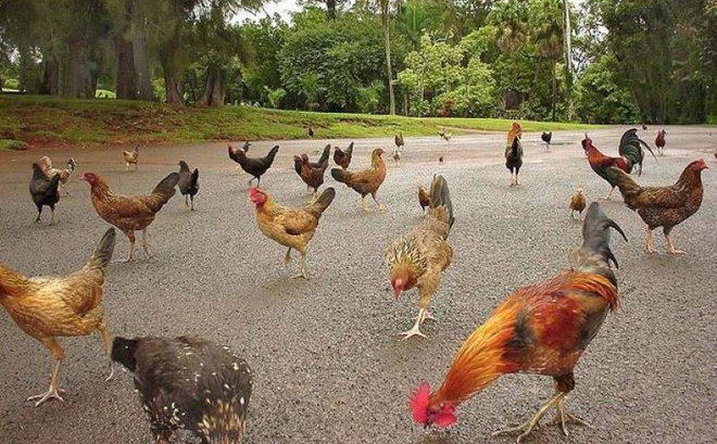 Đảo Kauai, thuộc quần đảo Hawaii, đã trở thành nơi cư trú của hàng nghìn con gà rừng. Ảnh: OD