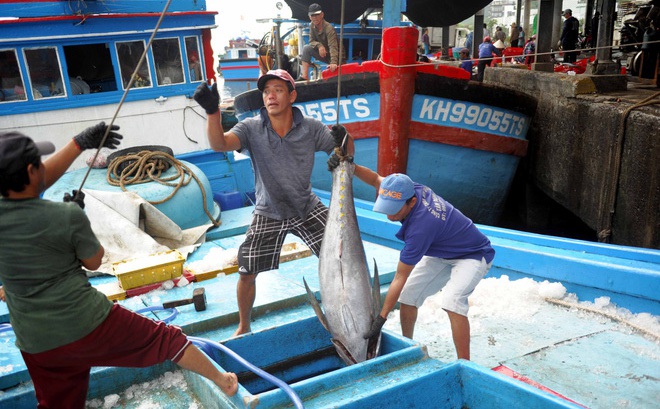 Nhờ nghề câu cá ngừ đại dương, nhiều ngư dân ở Tam Quan Bắc đổi đời
