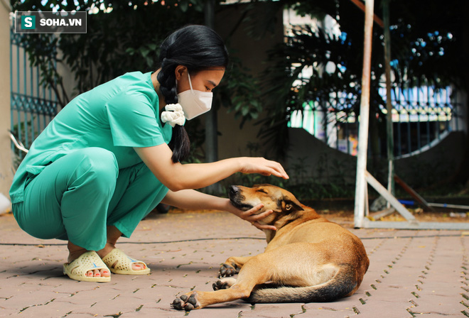 Chủ mất vì Covid-19, chú chó được tình nguyện viên nuôi dưỡng rồi cũng qua đời: ‘Nó không đợi được ngày để tang chủ’ - Ảnh 2.