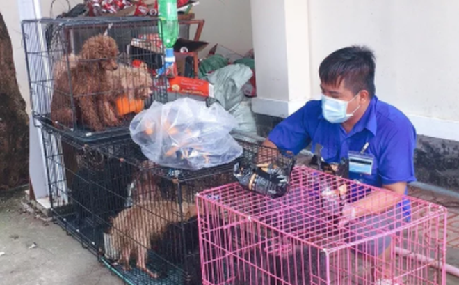 12 con chó được các tình nguyện viên tại UBND phường Quang Vinh chăm sóc