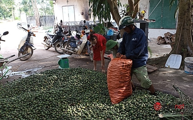 Kiếm nửa tỷ đồng nhờ luộc, sấy cau bán cho thương lái Trung Quốc - Ảnh 2.