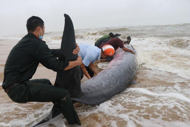 Giải cứu cá voi khủng mắc cạn tại vùng biển Thừa Thiên Huế - Ảnh 3.