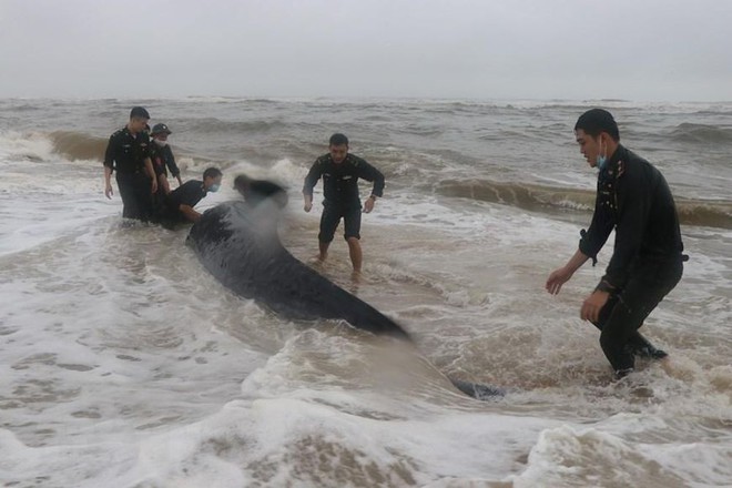 Giải cứu cá voi khủng mắc cạn tại vùng biển Thừa Thiên Huế - Ảnh 2.