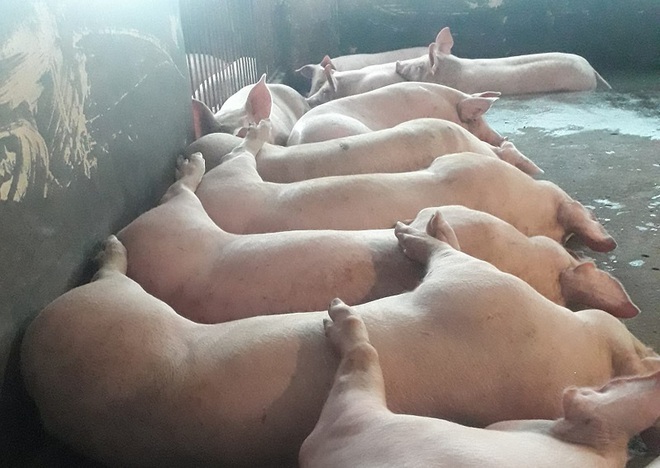 Xuất bán đàn lợn lỗ ngay hơn 30 triệu, người vay nợ xót xa vì đàn lợn đang ăn mất sổ đỏ - Ảnh 1.