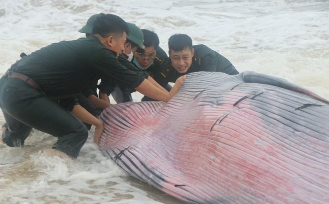 Nỗ lực giải cứu cá voi khủng bị mắc cạn ở Thừa Thiên Huế